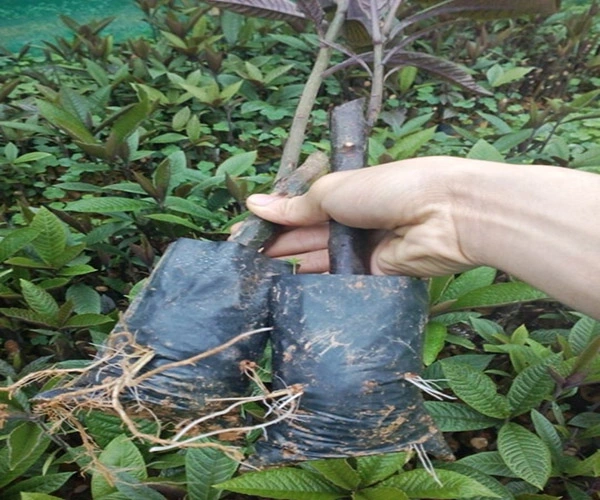 5cay khoi nhung giong.webp