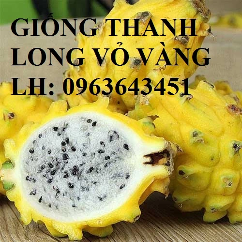 6-thanh-long-vang.webp