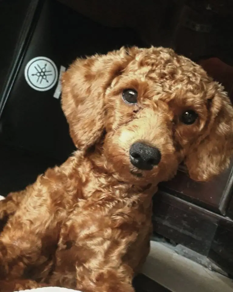 chó đi vệ sinh ra máu