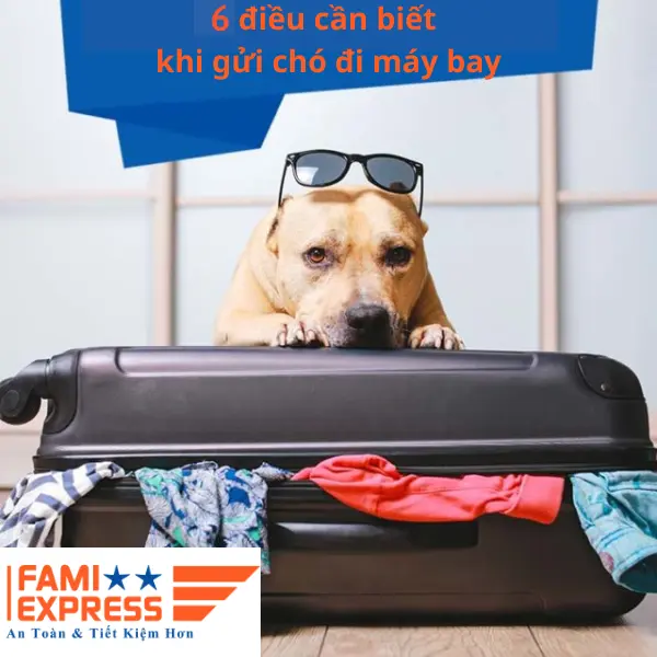 6 điều cần biết khi gửi chó đi máy bay