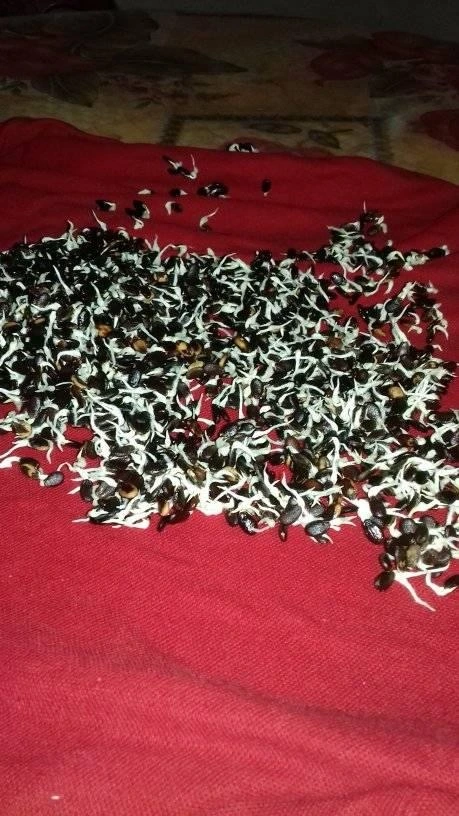 Cách ngâm ủ hạt giống hiệu quả