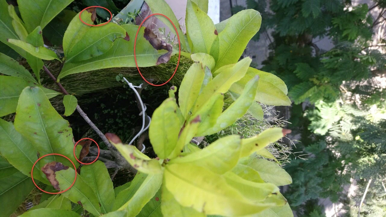 Nguyên nhân Mai vàng bị cháy lá và không được xanh tốt