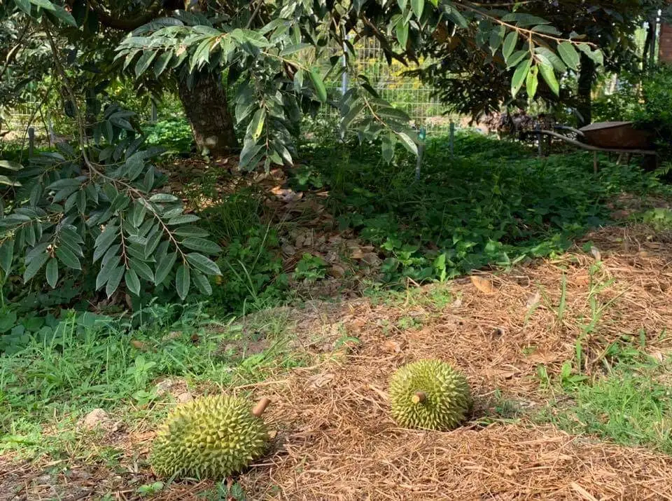 Xen canh cây sầu riêng...