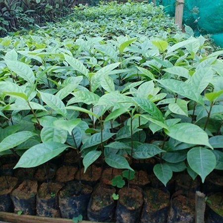 6cay gu huong giong 5.webp