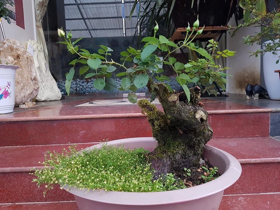 Hoa Hồng Rừng Cổ