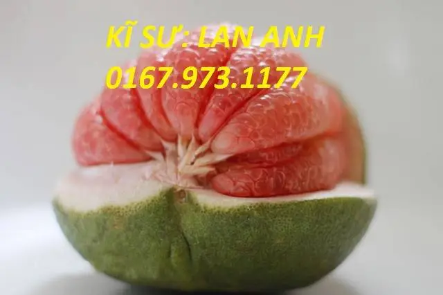 kĩ thuật trồng bưởi da xanh cho năng suất cao