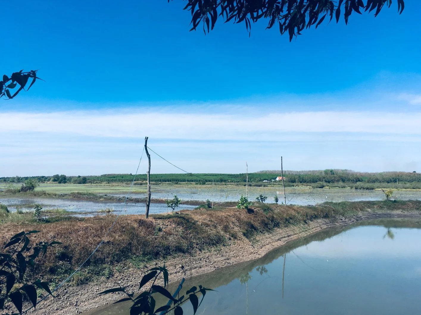 Hàng rào cho ao nuôi cá 50.000m2