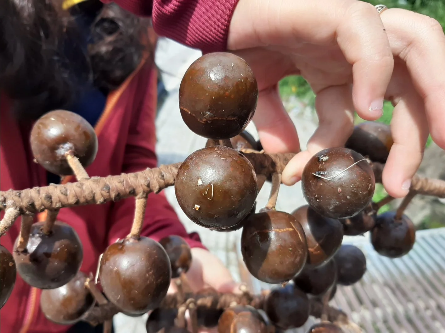 Mình đang có 1000 hạt Giống Kè Bạc