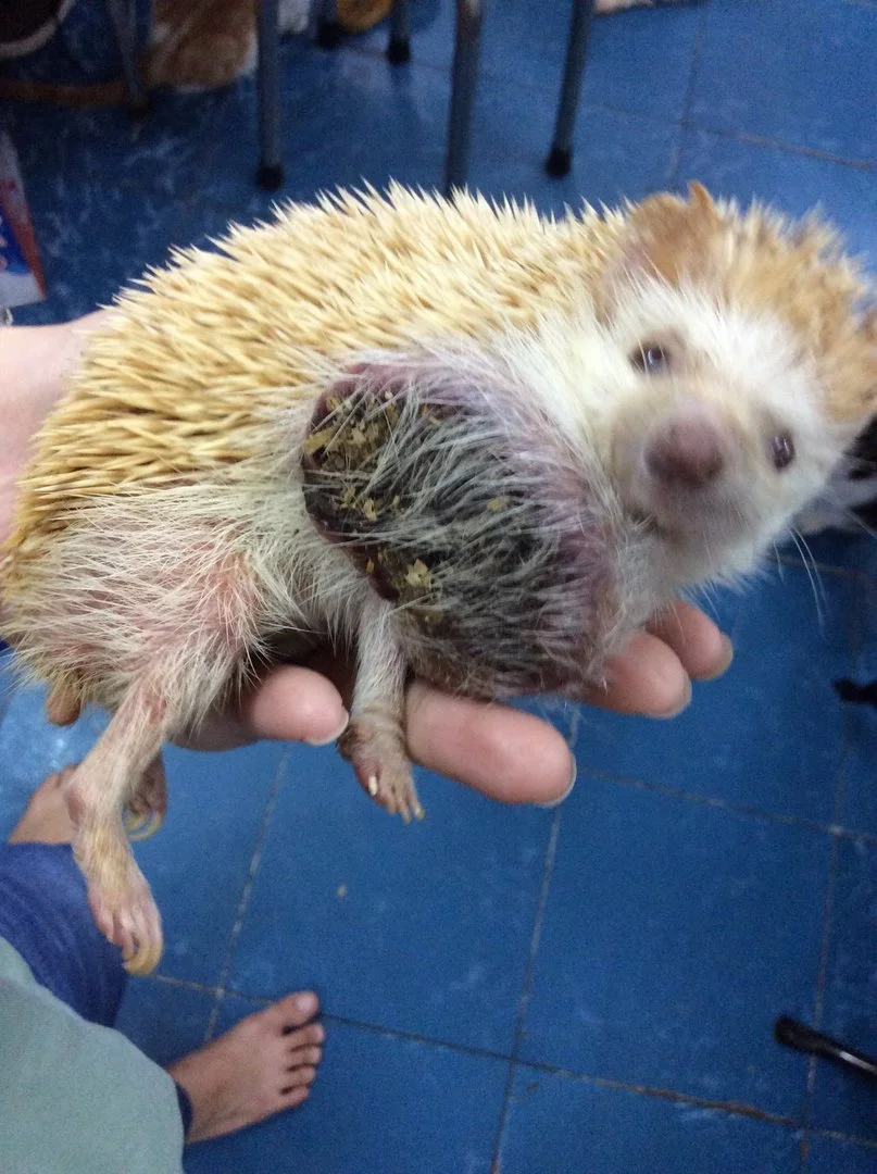 Xin ý kiến chữ bệnh cho nhím