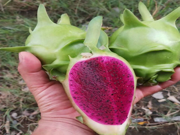 7thanh long vo xanh ruot do 2.webp