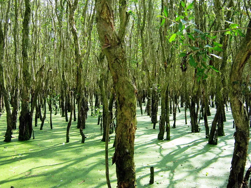 Phân biệt các loại giống cây tràm hiện nay, nên chọn trồng loại nào