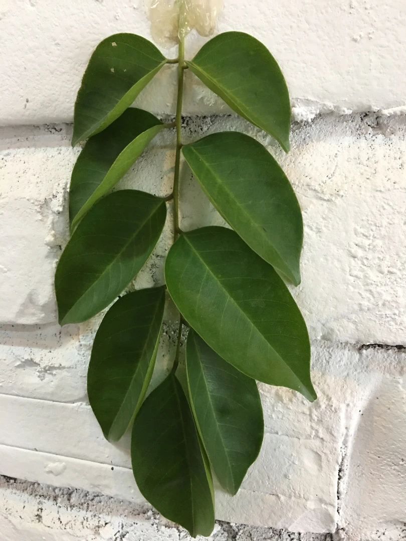 Anh, chị cho em xin tên cây này là cây gì?