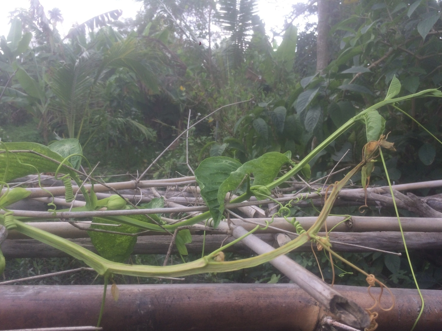 Các bác vào xem giúp e cây dưa tây(dưa gang tây) của e bị bệnh gì