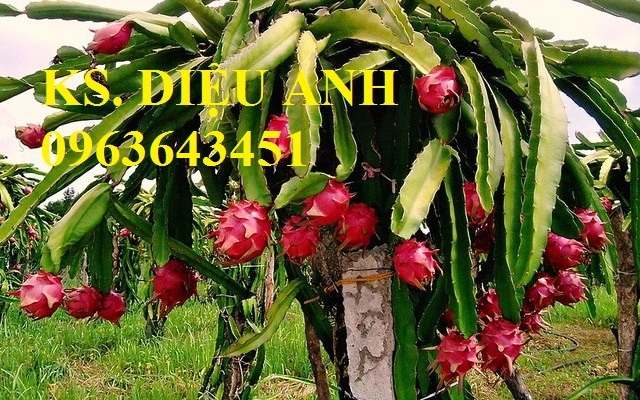 9x-lieu-minh-dua-thanh-long-ruot-do-ve-vung-bien-gioi.webp