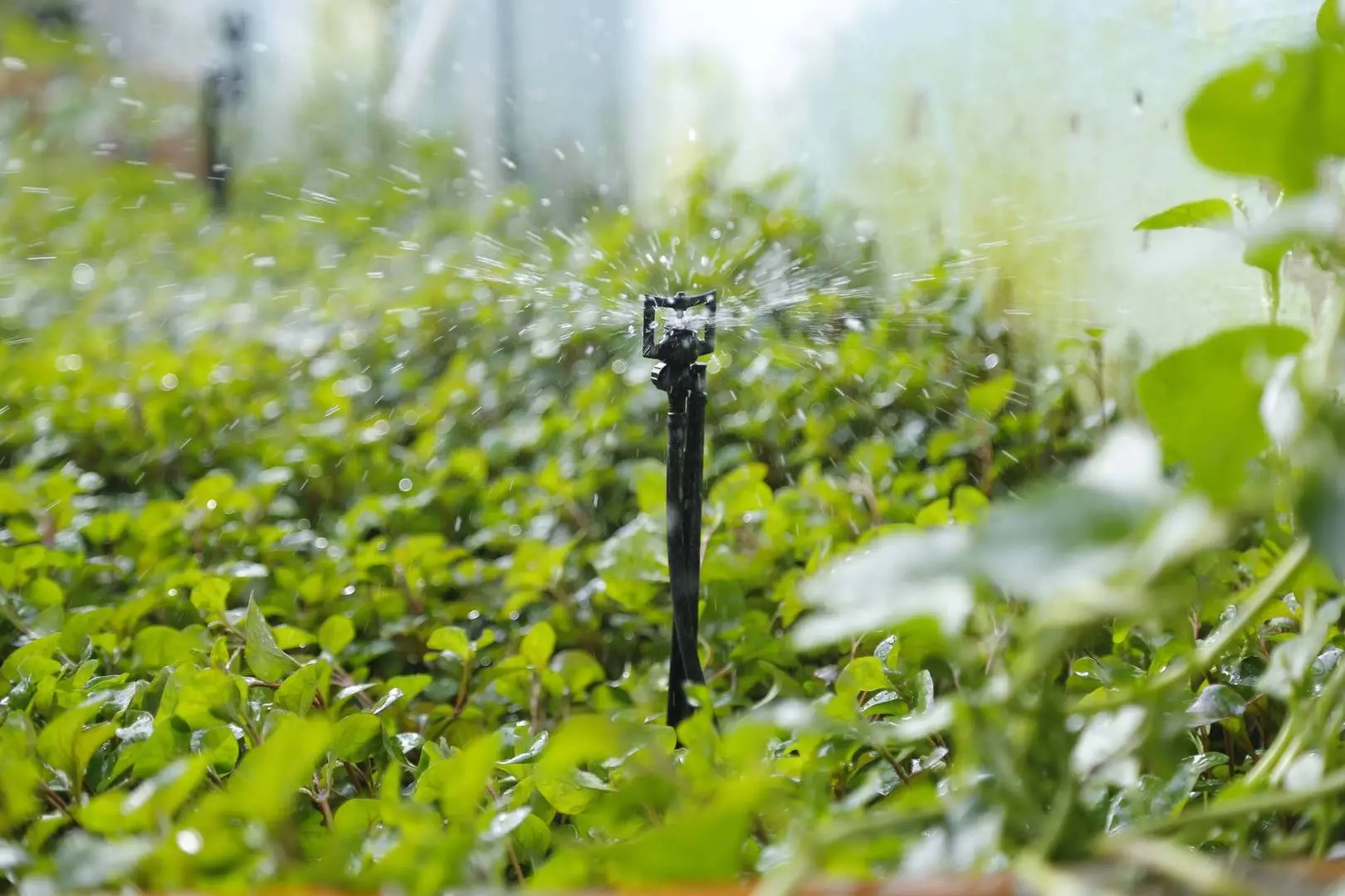 Tưới phun mưa tiết kiệm nước hay tưới nhỏ giọt nên chọn phương pháp tưới nào cho phù hợp.