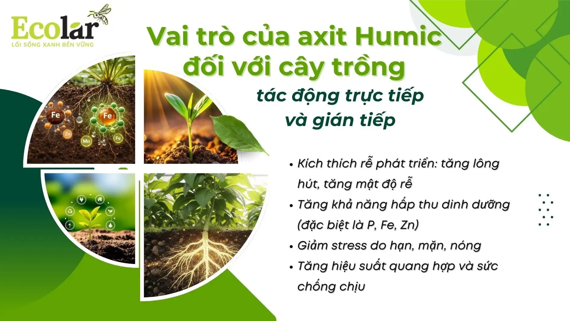 _tro_cua_axit_humic_doi_voi_cay_trong_e761b26a3879400e8466eb1016d24857.webp