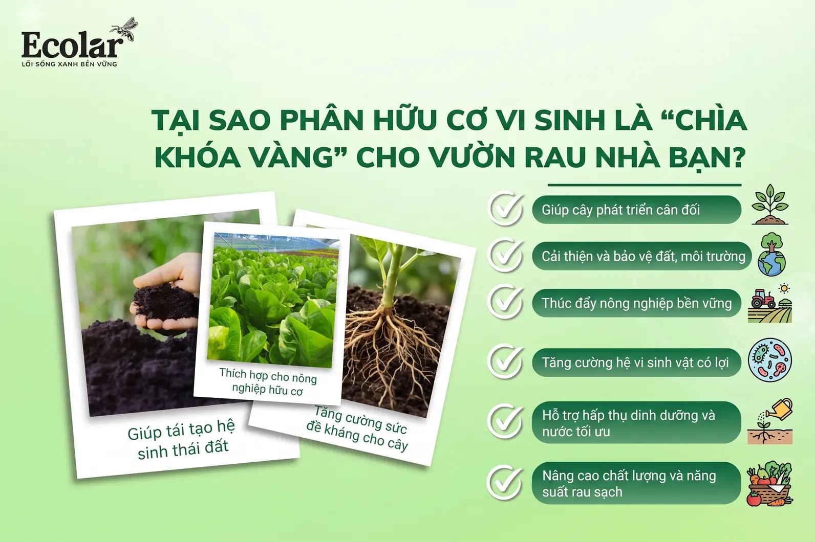 a-chia-khoa-vang-cho-vuon-rau-nha-ban_34716dbc38c84a209dc1427c0601db61.webp