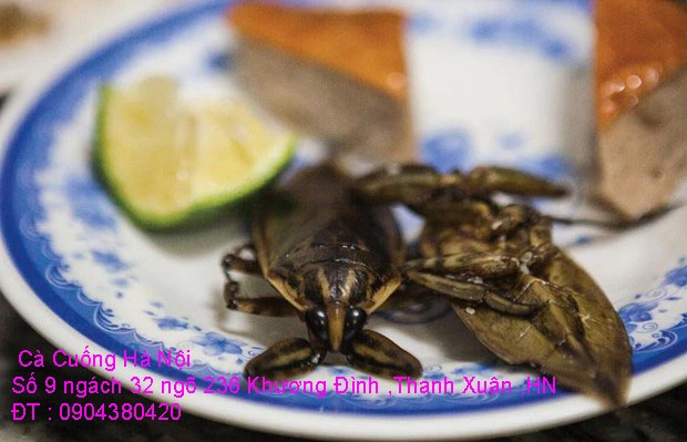 A1 Cà Cuống 2020 4.webp