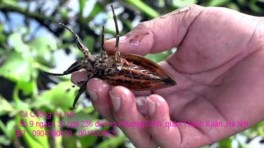 A1 Cà Cuống 2021 11.webp