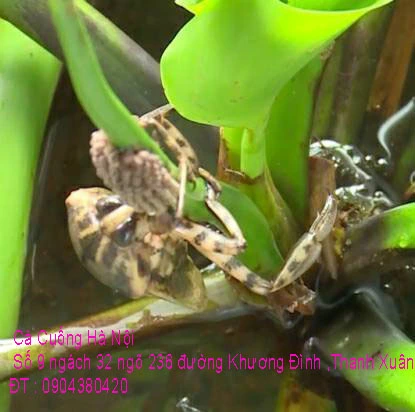 A1 Cà Cuống 2021 21.webp