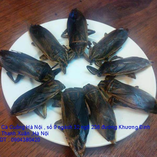 A1 Cà Cuống 42.webp