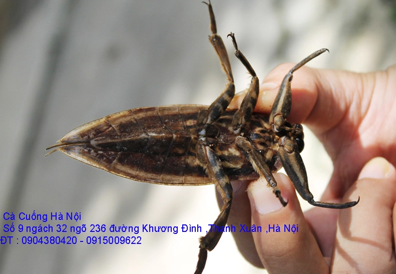 A1 Cà Cuống mới 13.webp