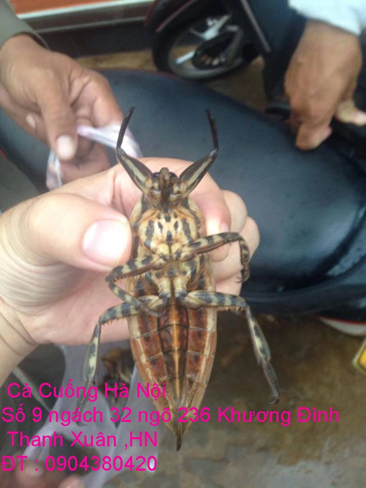 A1 Cà cuống mới 4.webp