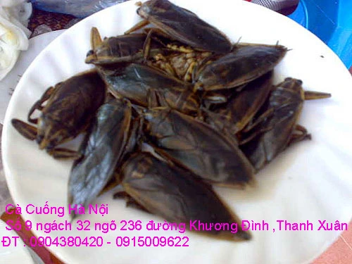 A1 Cà Cuống T10 9.webp