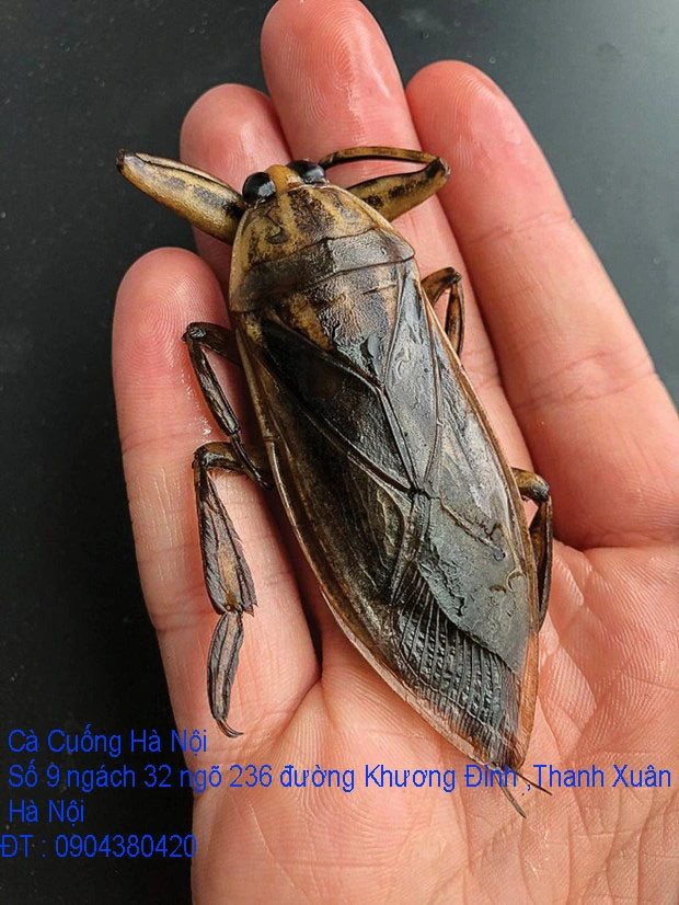 A1 Cà Cuống tháng 10 14.webp