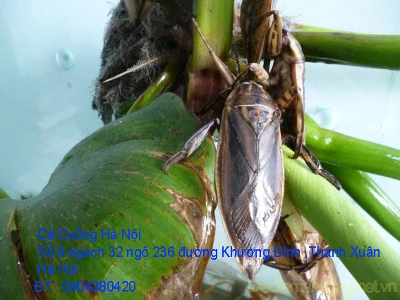 A1 Cà Cuống tháng 10 7.webp