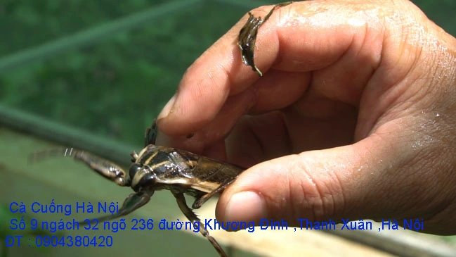 A1 Cà Cuống tháng 10 số 1.webp