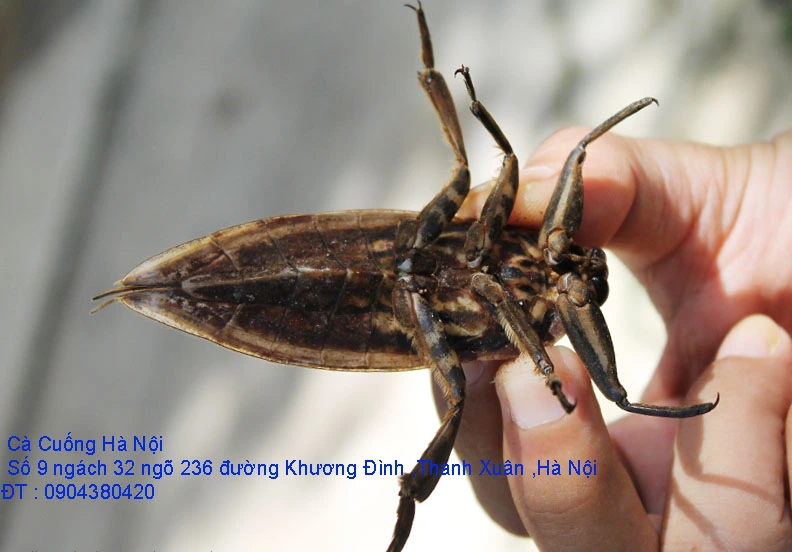 A1 Cà Cuống tháng 10 số 11.webp