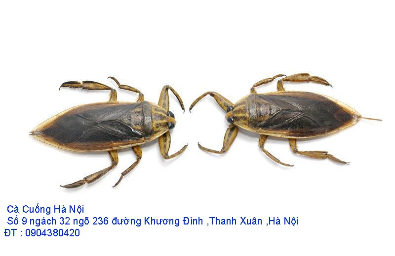 A1 Cà Cuống tháng 10 số 2.webp