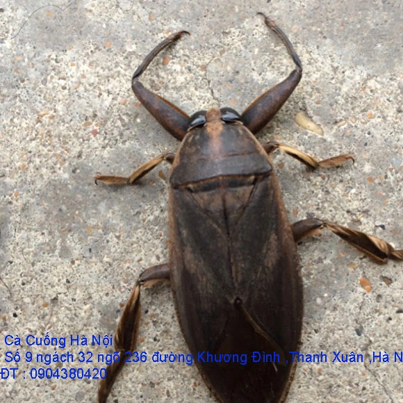 A1 Cà Cuống tháng 10 số 3.webp