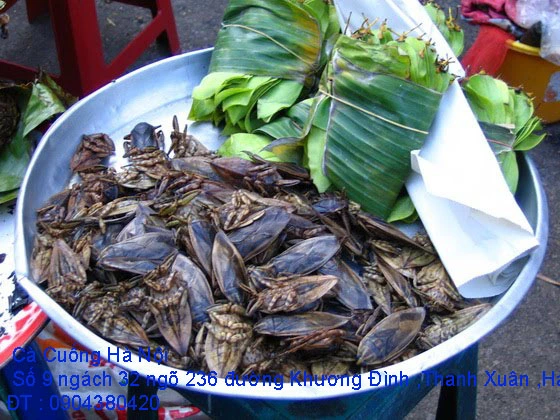 A1 Cà Cuống tháng 10 số 4.webp