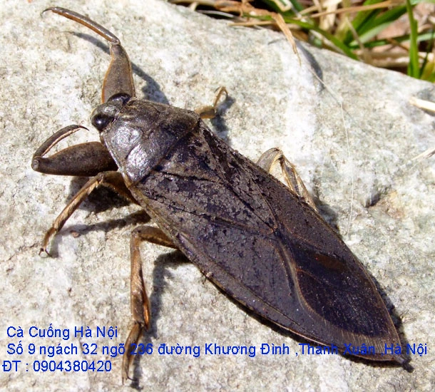 A1 Cà Cuống tháng 10 số 5.webp