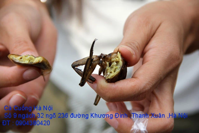 A1 Cà Cuống tháng 10 số 6.webp