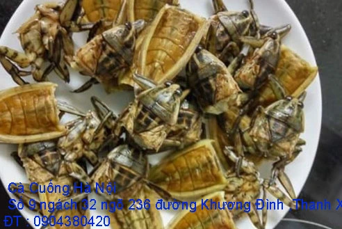 A1 Cà Cuống tháng 10 số 7.webp