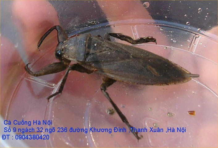 A1 Cà Cuống tháng 10 số 8.webp