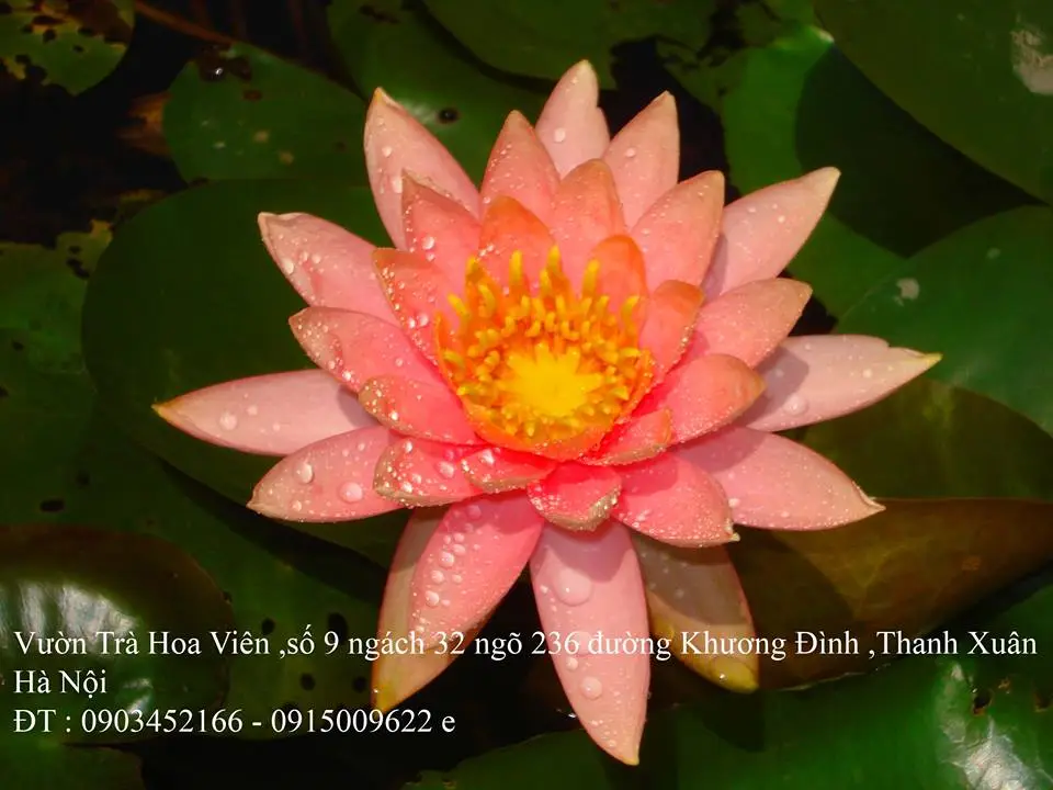 A1 Cà rốt copy 7.webp