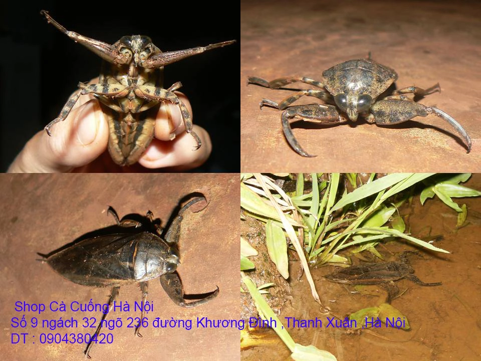 A1 Con Cà Cuống 12.webp