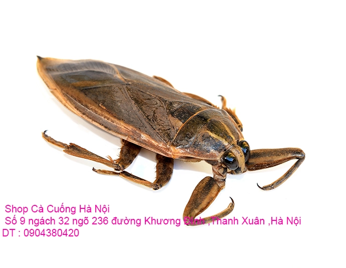 A1 Con Cà Cuống 14.webp