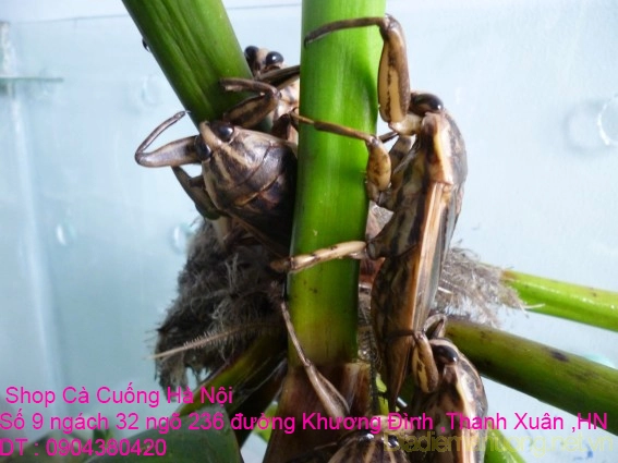 A1 Con Cà Cuống 24.webp