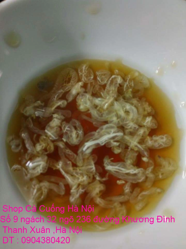 A1 Con Cà Cuống 25.webp