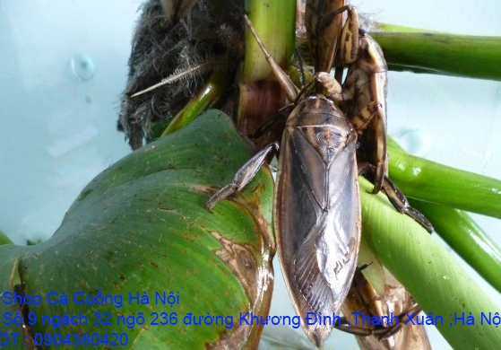 A1 Con Cà Cuống 26.webp