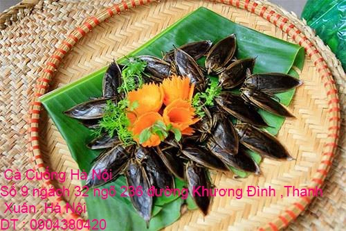 A1 Con Cà Cuống 37.webp