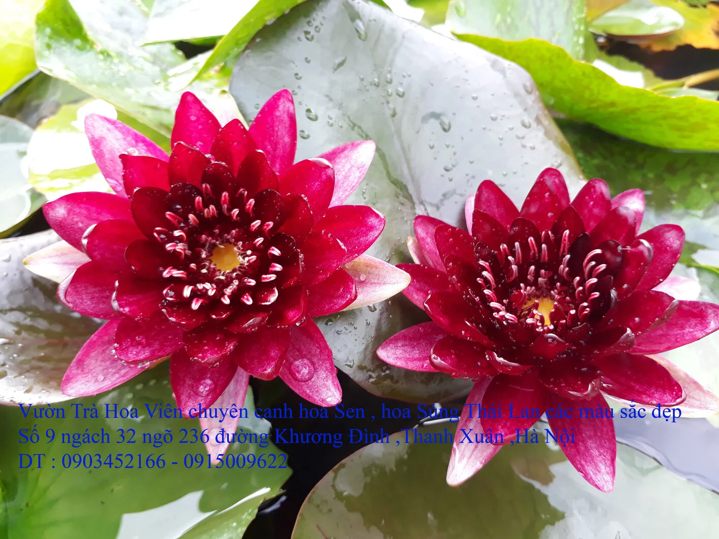 A1 Đỏ Bóc đô đôi 14.webp