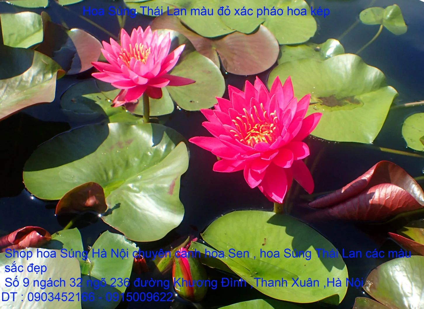 A1 Đỏ xác pháo 8.webp