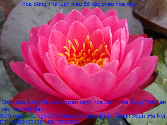 A1 Đỏ xác pháo 9.webp