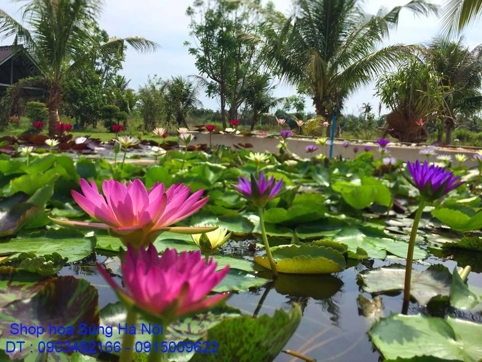 A1 Hồ Súng 50.webp